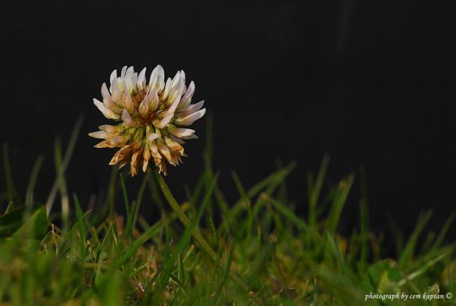Name:  Trifolium_Repens-Akucgul (2).jpg
Views: 4297
Size:  24.1 KB