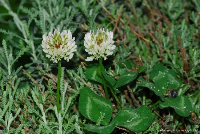 Name:  Trifolium_Scutatum-EUBB (1).jpg
Views: 3863
Size:  56.6 KB