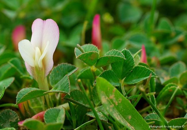 Name:  Trifolium_Uniflorum-Maki-ucgulu (5).jpg
Views: 4691
Size:  41.0 KB