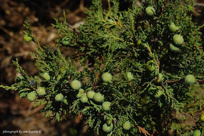 Name:  Juniperus_sabina-Mahmut (1).jpg
Views: 2376
Size:  69.1 KB
