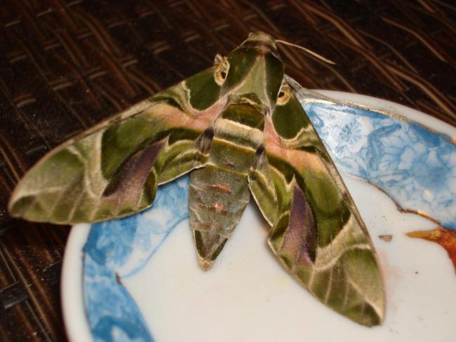 Name:  Deilephila nerii-Oleander hawk moth.jpg
Views: 836
Size:  42.4 KB