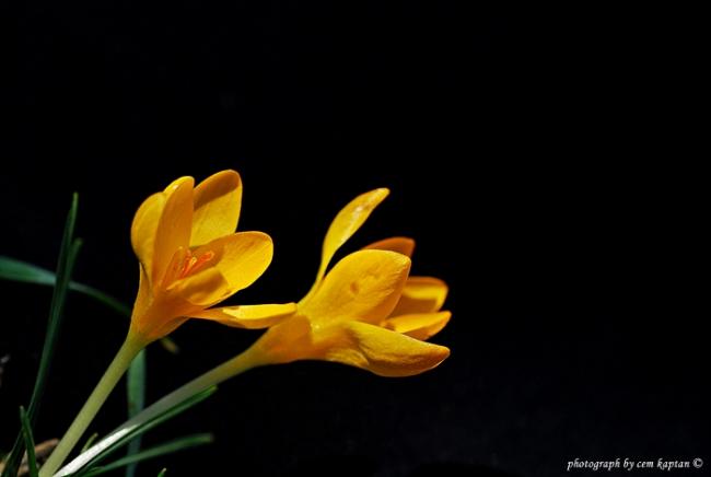 Name:  Crocus_Chrysanthus-Sari_Cigdem-Bozdag (37).jpg
Views: 2610
Size:  17.5 KB