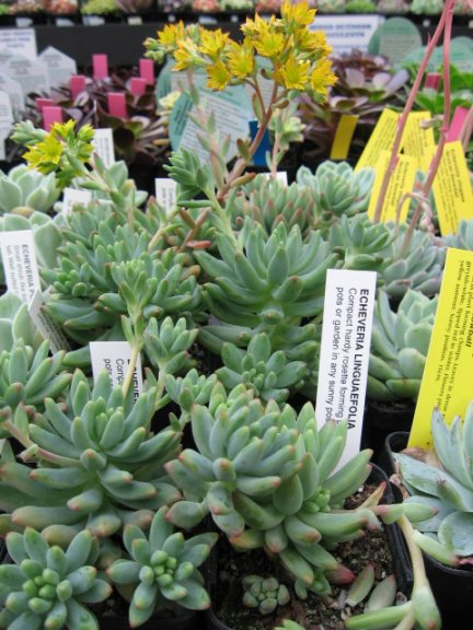Name:  succulent and bromeliads 018.jpg
Views: 64904
Size:  69.4 KB
