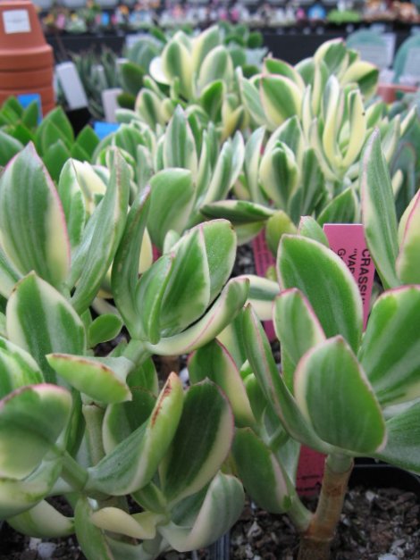 Name:  succulent and bromeliads 023.jpg
Views: 64043
Size:  60.0 KB