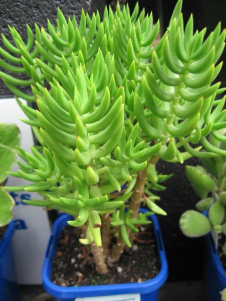 Name:  succulent and bromeliads 028.jpg
Views: 63887
Size:  59.5 KB