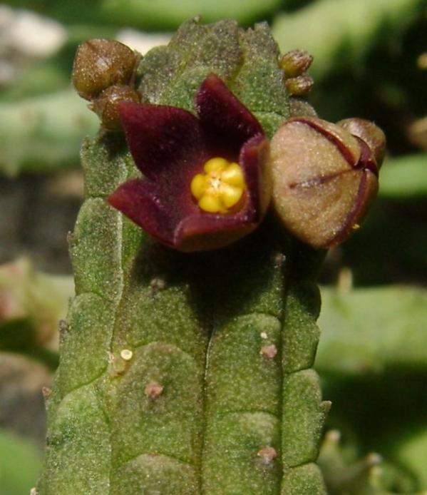 Name:  Echidnopsis cereiformis brunnea3 (600 x 695).jpg
Views: 42118
Size:  51.9 KB