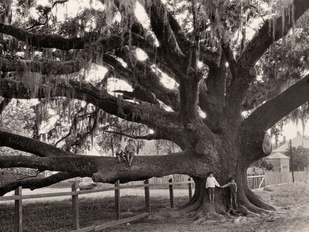 Name:  Oak Tree, Louisiana NGM.jpg
Views: 3444
Size:  71.2 KB