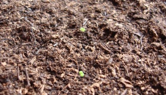 Name:  tiny seedlings.jpg
Views: 1292
Size:  54.0 KB
