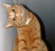 Name:  funny looking cat1 copy.gif
Views: 974
Size:  27.8 KB