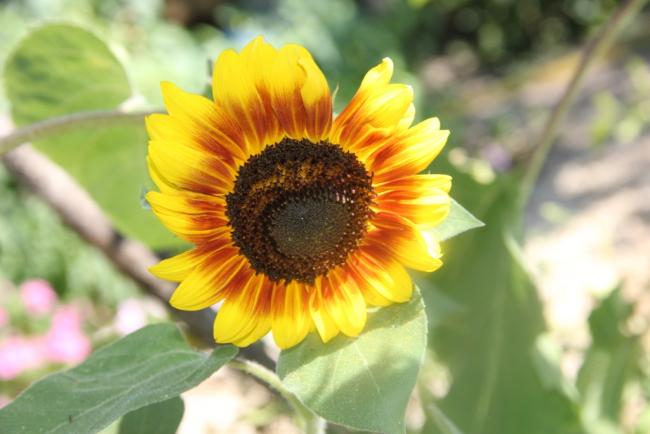 Name:  Sunflower I.jpg
Views: 4187
Size:  35.5 KB