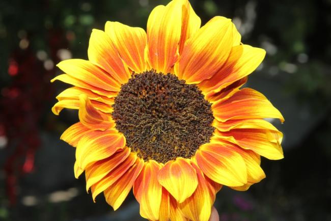 Name:  Sunflower II.jpg
Views: 4402
Size:  43.2 KB