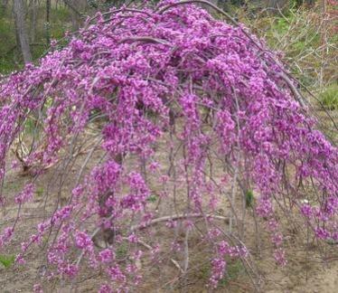 Name:  Cercis Canadensis 'Covey'.jpg
Views: 2880
Size:  35.4 KB