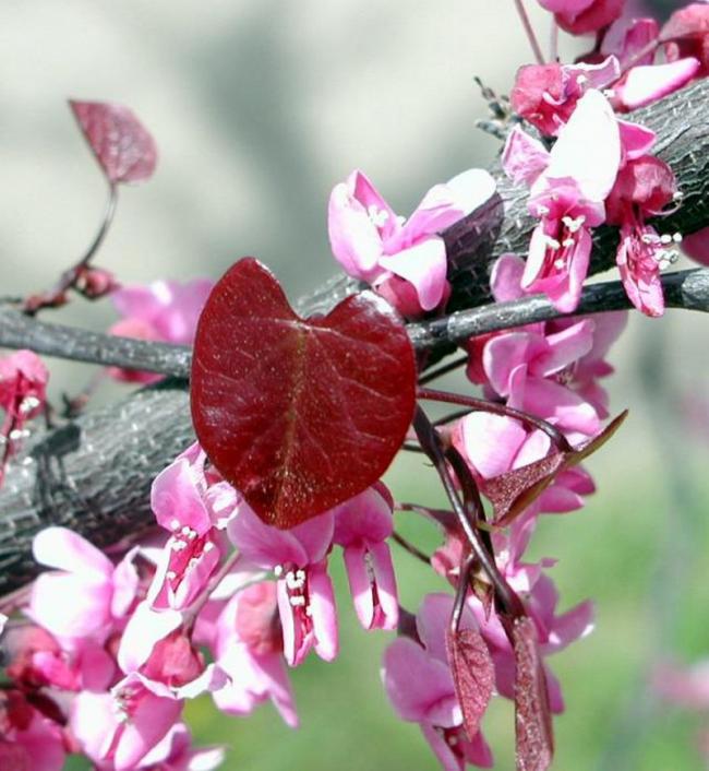 Name:  Cercis Canadensis 'Forest Pansy'.jpg
Views: 2258
Size:  64.2 KB