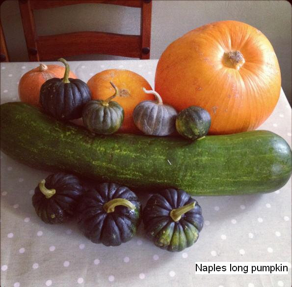 Name:  Naples long pumpkin1.JPG
Views: 763
Size:  48.3 KB