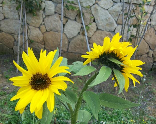 Name:  March 2014 Sunflower.jpg
Views: 689
Size:  59.0 KB