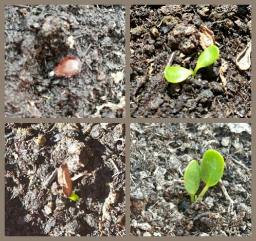 Name:  Asclepias tuberosa seed germination.jpg
Views: 1139
Size:  70.1 KB