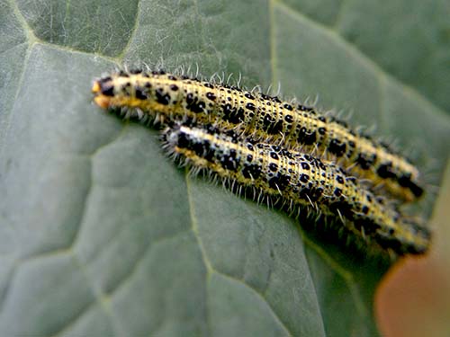 attachmentphp?attachmentid50603&ampd1224766658