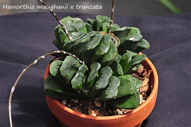 Name:  Haworthia - maughanii x turuncata.jpg
Views: 545
Size:  48.4 KB