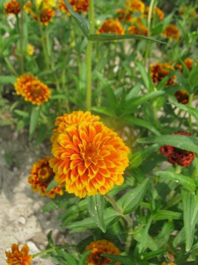 Name:  zinnia pussion sunset1.jpg
Views: 2400
Size:  37.8 KB
