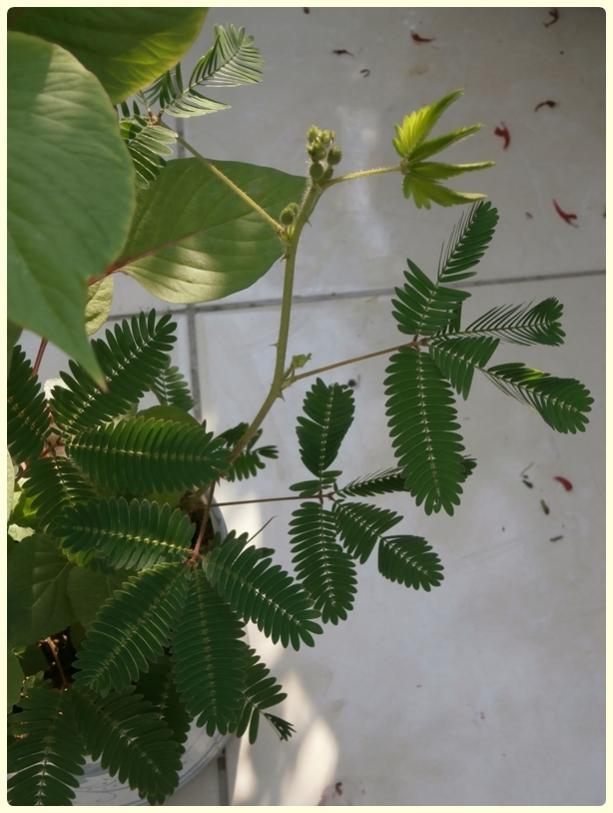 Name:  Kstm otu (Mimosa pudica) 1.jpg
Views: 2385
Size:  59.1 KB