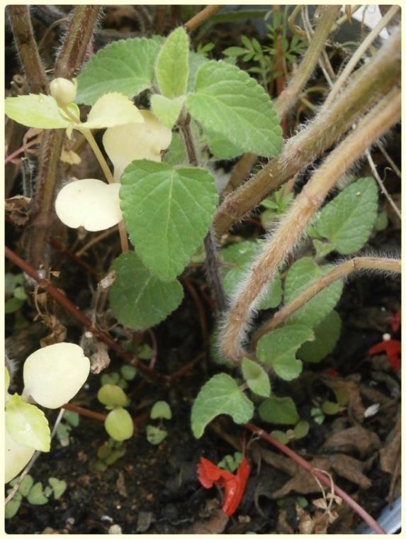 Name:  Salvia coccinea - Krmz Adaay 01.jpg
Views: 1486
Size:  64.5 KB