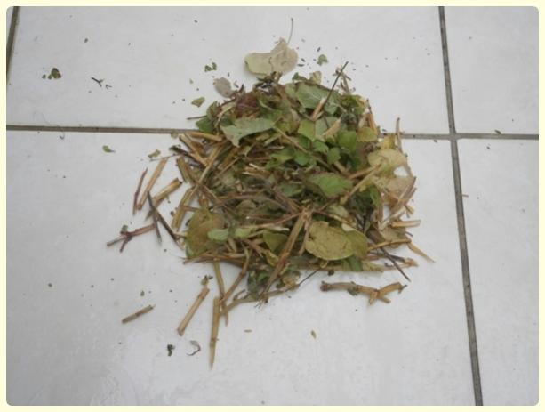 Name:  Salvia coccinea - Krmz Adaay 03.jpg
Views: 1537
Size:  30.2 KB