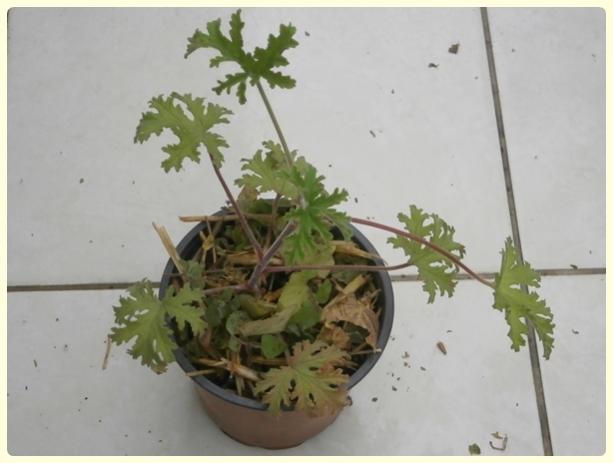 Name:  Salvia coccinea - Krmz Adaay 04.jpg
Views: 1395
Size:  29.5 KB