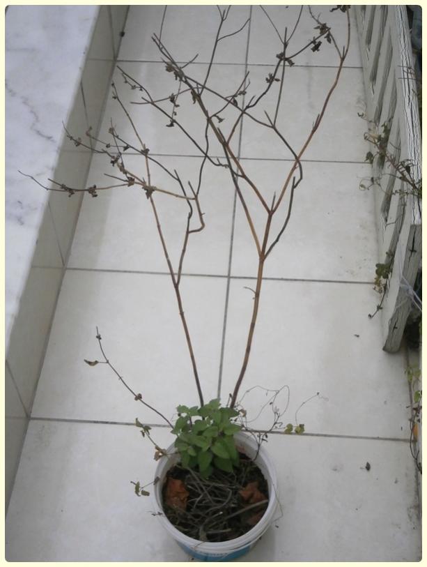 Name:  Salvia coccinea - Krmz Adaay.jpg
Views: 1353
Size:  52.8 KB