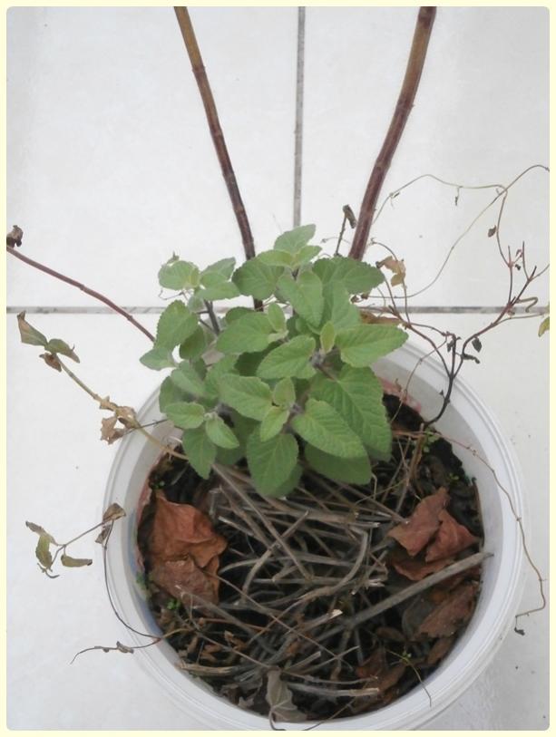 Name:  Salvia coccinea - Krmz Adaay (2).jpg
Views: 1354
Size:  55.0 KB