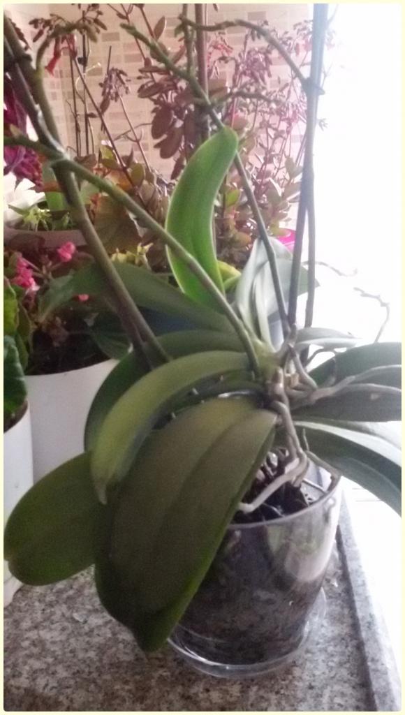 Name:  Peloric Phalaenopsis4.jpg
Views: 12145
Size:  74.1 KB