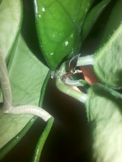 Name:  Hoya new leaf and bud.jpg
Views: 1004
Size:  65.9 KB