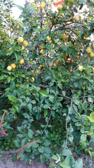 Name:  How to prune lemon tree.jpg
Views: 737
Size:  65.2 KB