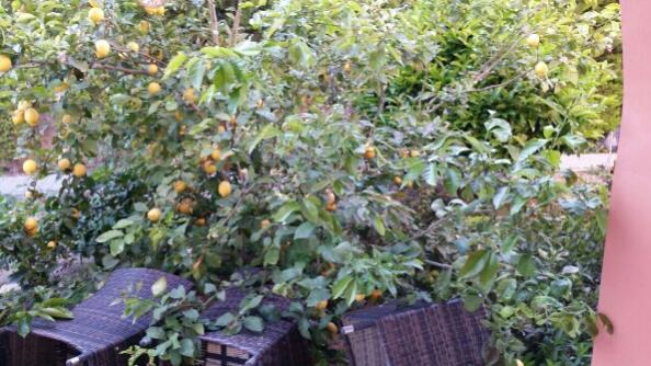Name:  Pruning citrus tree.jpg
Views: 1047
Size:  52.3 KB