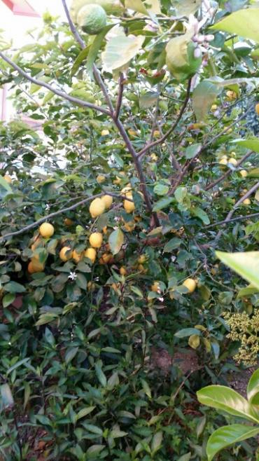 Name:  How to prune citrus tree.jpg
Views: 1000
Size:  64.0 KB