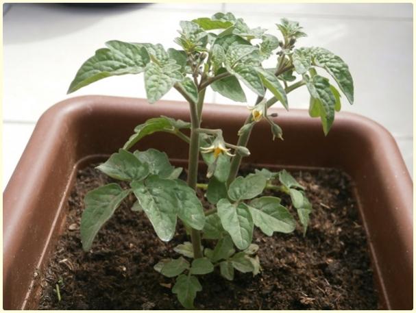 Name:  Tiny Tim Domates (Solanum lycopersicum 'Tiny Tim').jpg
Views: 553
Size:  42.2 KB