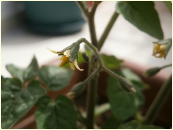 Name:  Tiny Tim Domates (Solanum lycopersicum 'Tiny Tim') (2).jpg
Views: 567
Size:  24.3 KB