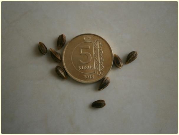 Name:  Osteospermum ecklonis - Bodrum Papatyas-tohumlar-seeds.jpg
Views: 1836
Size:  20.1 KB