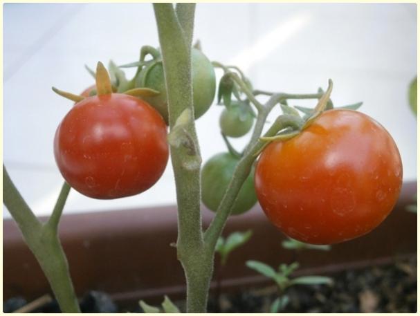 Name:  Tiny Tim Domates (Solanum lycopersicum 'Tiny Tim') - meyve (3).jpg
Views: 367
Size:  27.1 KB