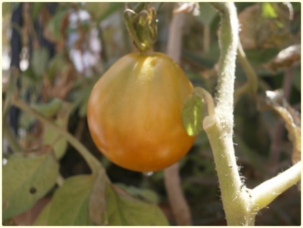 Name:  Japanese Black Trifele Domates ((Solanum lycopersicum 'Japanese Trifele Black') - meyve (2).jpg
Views: 331
Size:  29.3 KB