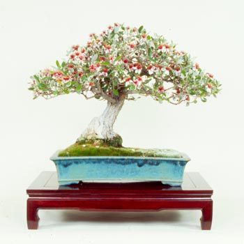 Name:  bonsai.jpg
Views: 37871
Size:  25.8 KB