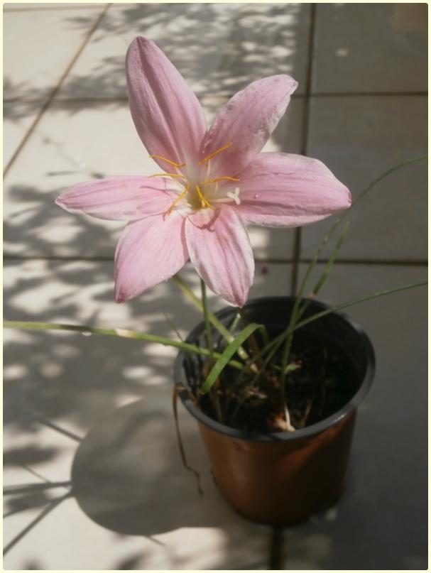 Name:  Pembe Zpkt (Zephyranthes grandiflora) - iek.jpg
Views: 720
Size:  41.6 KB