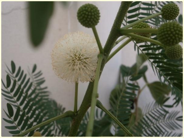 Name:  Ada Mimozas, Leucaena leucocephala, Acacia leucocephala.jpg
Views: 1801
Size:  37.1 KB