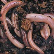 attachmentphp?attachmentid6518&ampd1168641850