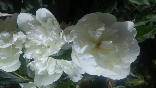 Name:  white paeonia beyaz akayk 1.jpg
Views: 1130
Size:  26.1 KB