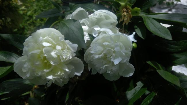 Name:  white paeonia beyaz akayk 2.jpg
Views: 1245
Size:  29.1 KB