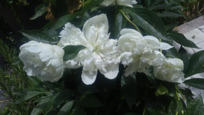 Name:  white paeonia beyaz akayk.jpg
Views: 1137
Size:  32.4 KB
