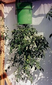 Name:  hangingtomatoes.jpg
Views: 4713
Size:  19.1 KB