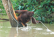 Name:  orangutan 2.Jpeg
Views: 593
Size:  43.3 KB