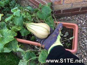 Name:  butternut-squash-grown-in-a-container-300x225.jpg
Views: 5298
Size:  24.2 KB