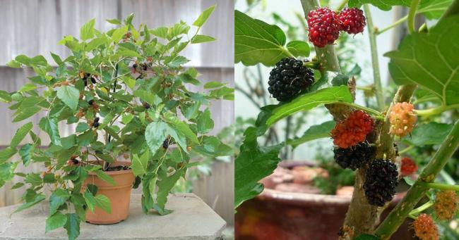 Name:  How-to-Grow-Mulberry-in-Pot1-1.jpg
Views: 1478
Size:  46.4 KB